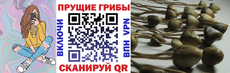 где купить наркотик  hydra ТОР  Галлюциногенные грибы Psilocybe  Дмитровск 
